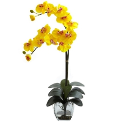 Send orchid Plant to Laguna
