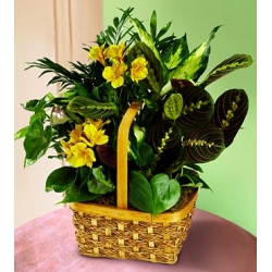 Basket of Assorted Green Plants