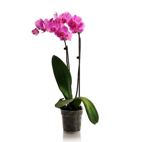Orchids flower delivery to philippines